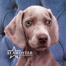 AlamoStar Weimaraners