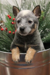 Farm Pups