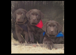 Incachee Labradors