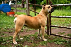 Patronus Boerboels