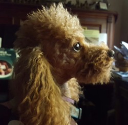 Maria's Red Poodles