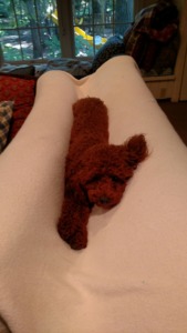 Maria's Red Poodles