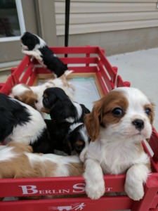 Cavalier pup's