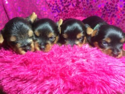 Little Pawz Yorkies