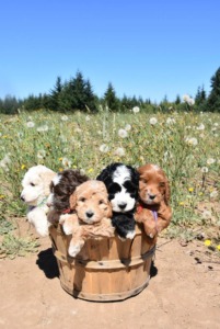 Auburn Sky Labradoodles