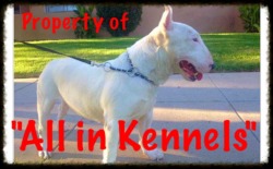 All in Kennels Mini Bull Terriers