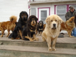 Kesang Camp Tibetan Mastiffs