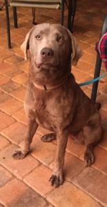 MagNificent Silver Labs