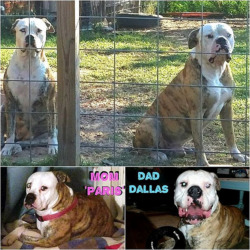 Texan American Bulldogs