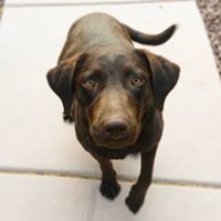 Labradors de Tucson