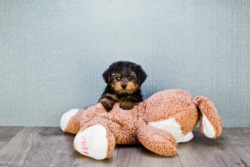 teacup kennel