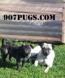 907 pugs