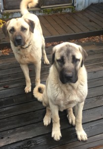 California Kangals