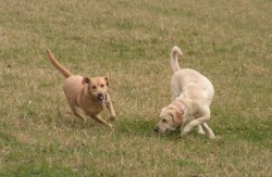 CrazyHorseFarm Labradors