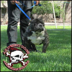 ARIZONAS BEST-KING OF BULLYS Home to the Best Bred American Bullys l Short & Heavy Pitbull Terriers