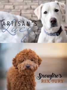 Artisan Labradoodles