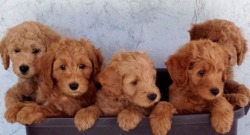 Artisan Goldendoodles