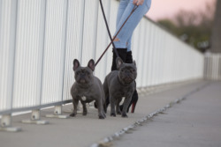 Frenchie Blue Bullies