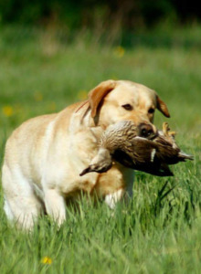 Riverside Labradors