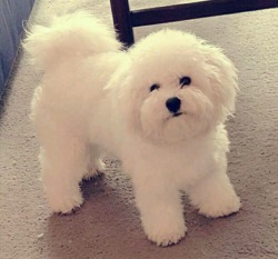 Fleur De Lis Bichon Frise