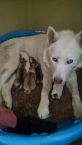 HuskyMama