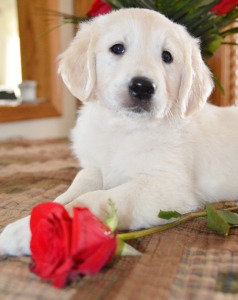 Royal Golden Retrievers