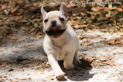 Coyote Frenchies