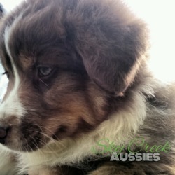 Sky Creek Aussies