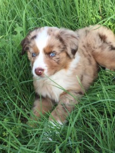 Bluebonnet Ridge Aussies