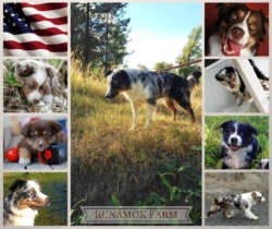 RunAmok Farm