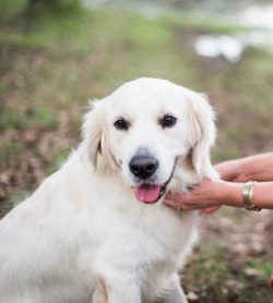 Southern Goldens