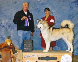 Ghostdance Alaskan Malamutes