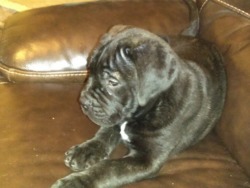 yourchoicebullmastiff