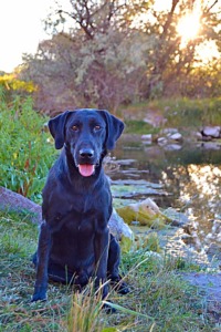 Stormy River Retrievers