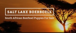 salt lake boerboels