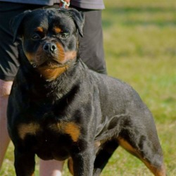 Hartenkern Rottweilers