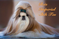 Reis Imperial Shih-Tzus