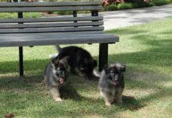 German Shepherd puppies