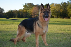 Overholt German Shepherds, LLC