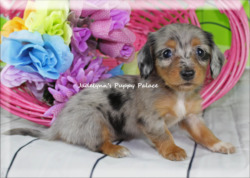 Jadelynn's Puppy Palace