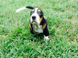 Bassethound puppies