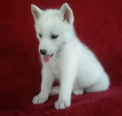 paulettewilson0015@gmail.com