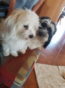 Alpine Coton Cuties