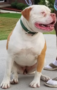 GGK's American Bulldogs