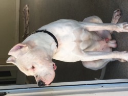 Dogo Argentino Miami