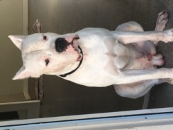 Dogo Argentino Miami