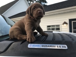 Downeast Labradors