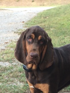 Cedar Creek Bloodhounds