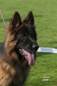 von Rosenwald German Shepherds