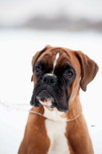 Cupid Boxers